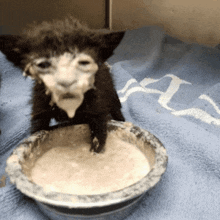 yogurt cat